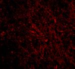 SCO1 Polyclonal Antibody