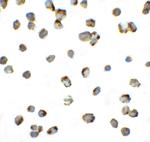 PD-1 Antibody in Immunocytochemistry (ICC/IF)