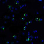 PD-1 Antibody in Immunocytochemistry (ICC/IF)