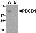 PD-1 Antibody in Western Blot (WB)