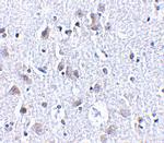 BRSK1 Antibody in Immunohistochemistry (IHC)