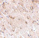MAPKAP1 Polyclonal Antibody