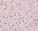 Neurotrypsin Antibody in Immunohistochemistry (IHC)