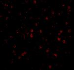 NPAS3 Antibody in Immunohistochemistry (IHC)