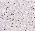 NPAS3 Polyclonal Antibody