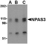 NPAS3 Antibody in Western Blot (WB)