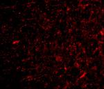 NPAS3 Polyclonal Antibody