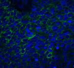 Neuritin Antibody in Immunohistochemistry (IHC)
