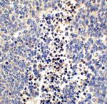 Neuritin Antibody in Immunohistochemistry (IHC)