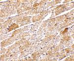 Neuritin Antibody in Immunohistochemistry (IHC)