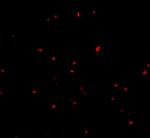 ORAI2 Antibody in Immunocytochemistry (ICC/IF)