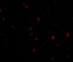 ORAI3 Antibody in Immunocytochemistry (ICC/IF)