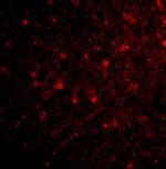 HAP1 Polyclonal Antibody