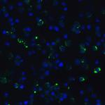 p16INK4a Antibody in Immunocytochemistry (ICC/IF)