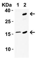 p16INK4a Antibody in Western Blot (WB)