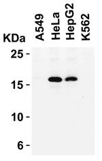 p16INK4a Antibody in Western Blot (WB)