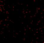 Bub1 Antibody in Immunocytochemistry (ICC/IF)