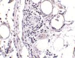 FABP7 Polyclonal Antibody