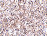 IFN beta Antibody in Immunohistochemistry (Paraffin) (IHC (P))