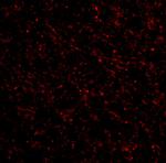 TACR3 Antibody in Immunohistochemistry (IHC)