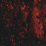 IL-33 Polyclonal Antibody