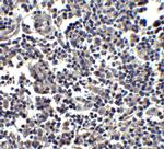 IL-33 Polyclonal Antibody