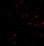 MORF4 Polyclonal Antibody