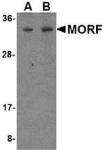 MORF4 Antibody in Western Blot (WB)
