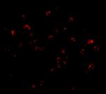 TRIM25 Antibody in Immunocytochemistry (ICC/IF)