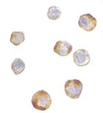 TRIM25 Polyclonal Antibody