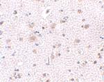 BRE Polyclonal Antibody