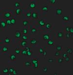 PTEN Polyclonal Antibody