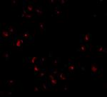 LIS1 Antibody in Immunocytochemistry (ICC/IF)
