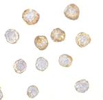 DISC1 Polyclonal Antibody