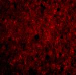 CDNF Polyclonal Antibody