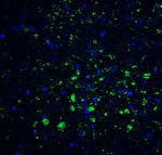 CDNF Antibody in Immunohistochemistry (IHC)