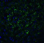 ARMET Antibody in Immunocytochemistry (ICC/IF)