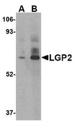 LGP2 Polyclonal Antibody
