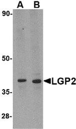 LGP2 Antibody in Western Blot (WB)