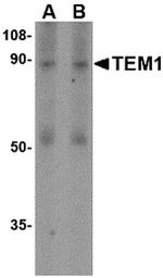 CD248 Antibody in Western Blot (WB)