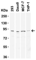 CD248 Antibody in Western Blot (WB)
