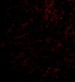 Nhe-1 Polyclonal Antibody