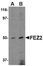 FEZ2 Antibody in Western Blot (WB)