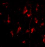 ATG12 Polyclonal Antibody