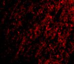 ATG12 Polyclonal Antibody