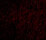 PLXDC2 Antibody in Immunocytochemistry (ICC/IF)