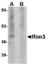 RIM3 Antibody in Western Blot (WB)