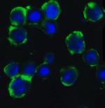 ATG5 Antibody in Immunocytochemistry (ICC/IF)