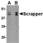 FBXL20 Antibody in Western Blot (WB)