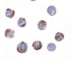 ATG16L1 Polyclonal Antibody